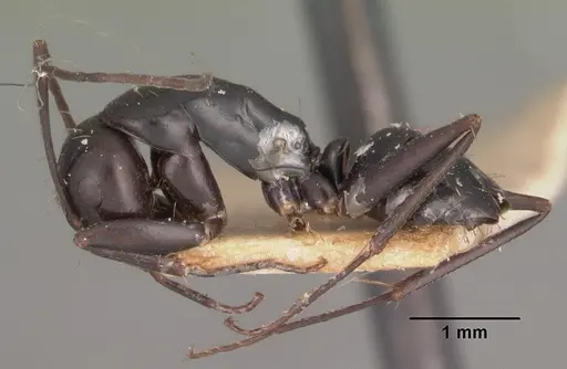Camponotus immaculatus specimen CASENT0102430 image casent0102430_3