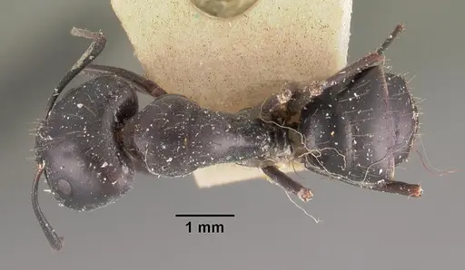 Camponotus immaculatus specimen CASENT0102431 image casent0102431_1