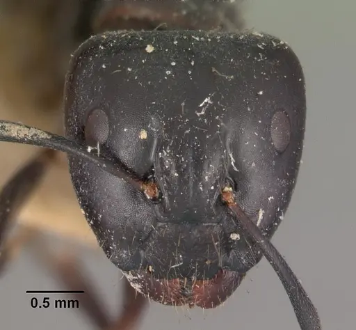 Camponotus immaculatus specimen CASENT0102431 image casent0102431_2