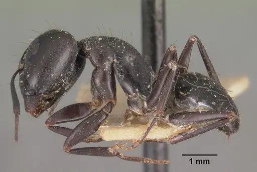 Camponotus immaculatus specimen CASENT0102431 image casent0102431_3