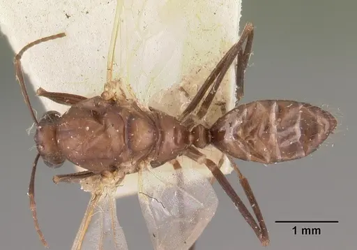 Camponotus immaculatus specimen CASENT0102432 image casent0102432_1