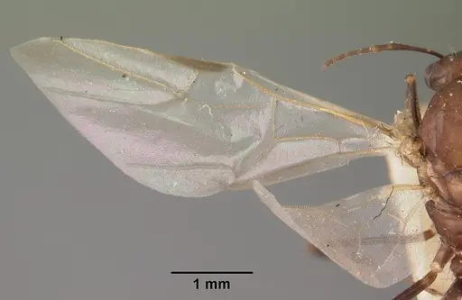 Camponotus immaculatus specimen CASENT0102432 image casent0102432_2