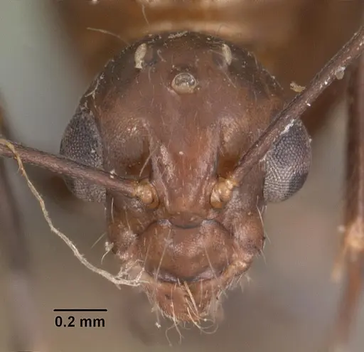 Camponotus immaculatus specimen CASENT0102432 image casent0102432_3