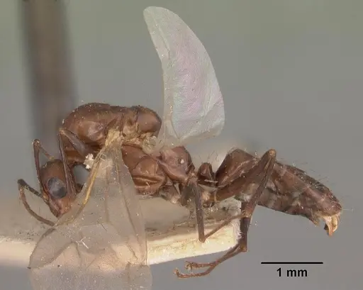 Camponotus immaculatus specimen CASENT0102432 image casent0102432_4