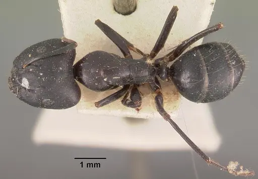 Camponotus immaculatus specimen CASENT0102433 image casent0102433_1