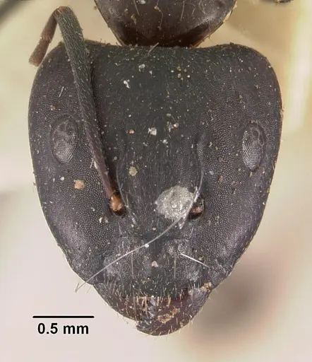 Camponotus immaculatus specimen CASENT0102433 image casent0102433_2
