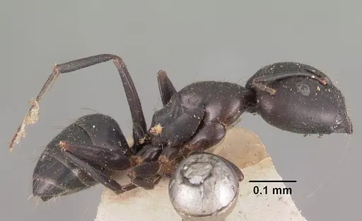 Camponotus immaculatus specimen CASENT0102433 image casent0102433_3