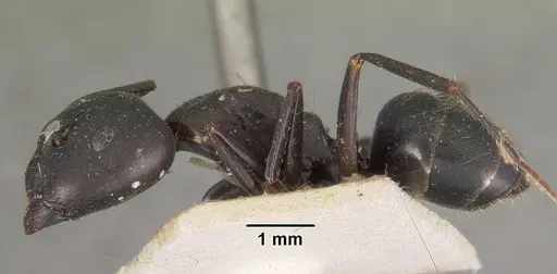 Camponotus immaculatus specimen CASENT0102433 image casent0102433_4