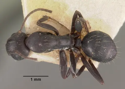Camponotus immaculatus specimen CASENT0102434 image casent0102434_1