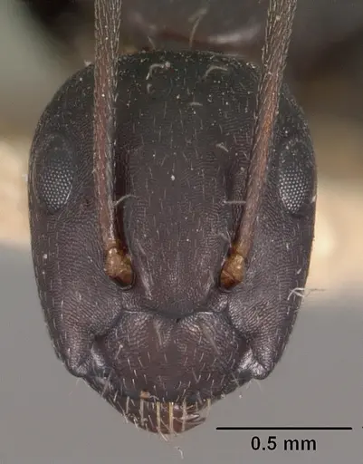Camponotus immaculatus specimen CASENT0102434 image casent0102434_2