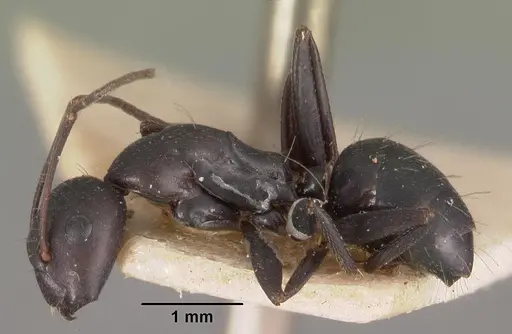 Camponotus immaculatus specimen CASENT0102434 image casent0102434_3