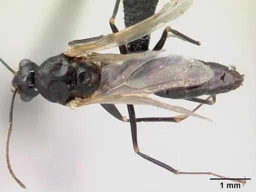 Camponotus immaculatus specimen CASENT0136258 image casent0136258_1