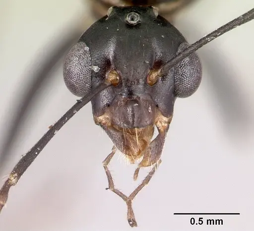 Camponotus immaculatus specimen CASENT0136258 image casent0136258_2