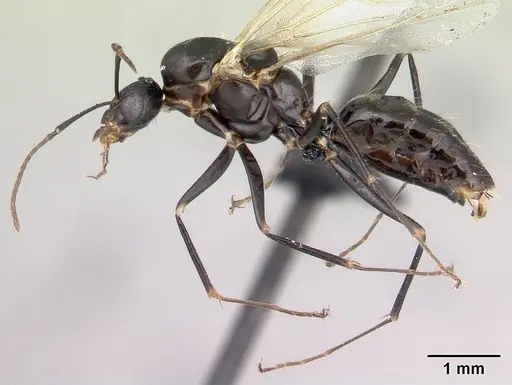 Camponotus immaculatus specimen CASENT0136258 image casent0136258_3