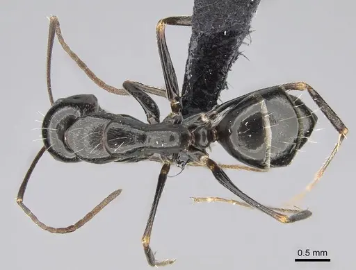 Camponotus immaculatus specimen CASENT0166246 image casent0166246_1