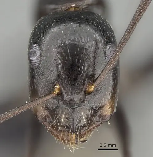 Camponotus immaculatus specimen CASENT0166246 image casent0166246_2