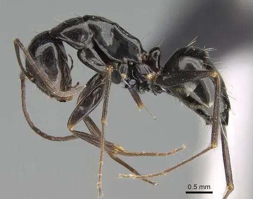 Camponotus immaculatus specimen CASENT0166246 image casent0166246_3