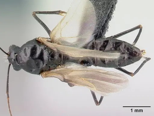 Camponotus immaculatus specimen CASENT0179439 image casent0179439_1