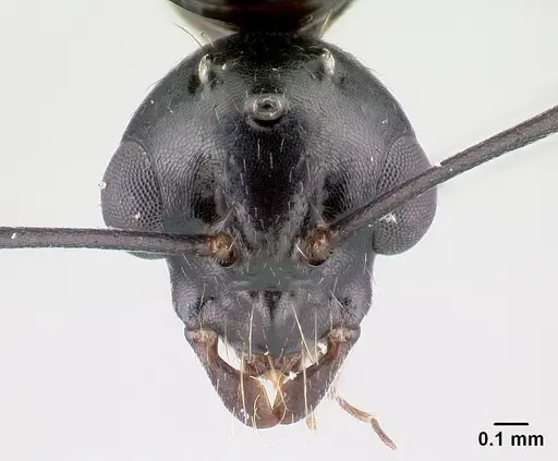 Camponotus immaculatus specimen CASENT0179439 image casent0179439_2