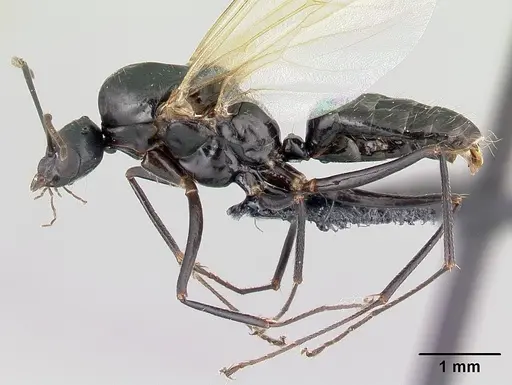 Camponotus immaculatus specimen CASENT0179439 image casent0179439_3