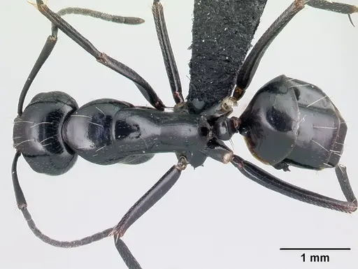 Camponotus immaculatus specimen CASENT0179441 image casent0179441_1