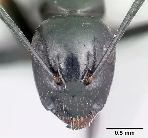 Camponotus immaculatus specimen CASENT0179441 image casent0179441_2