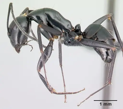 Camponotus immaculatus specimen CASENT0179441 image casent0179441_3