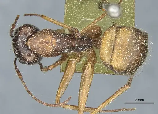 Camponotus immigrans specimen CASENT0911953 image casent0911953_1