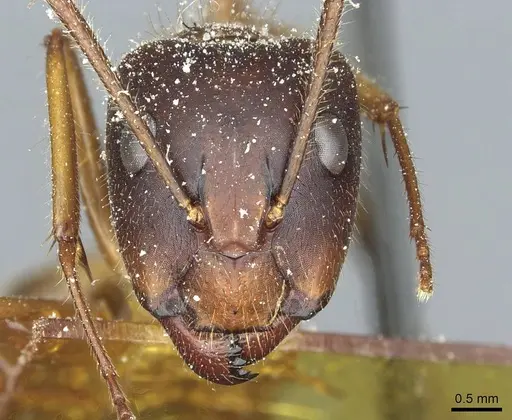 Camponotus immigrans specimen CASENT0911953 image casent0911953_2