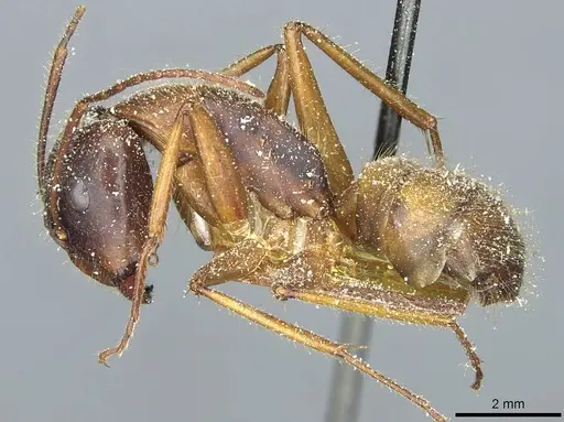 Camponotus immigrans specimen CASENT0911953 image casent0911953_3