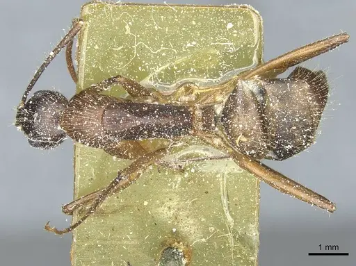 Camponotus immigrans specimen CASENT0911954 image casent0911954_1