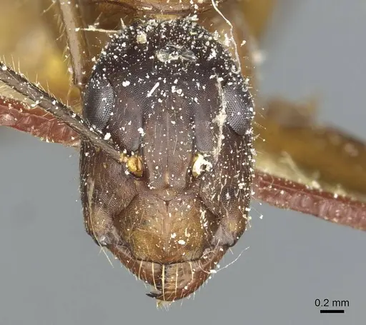 Camponotus immigrans specimen CASENT0911954 image casent0911954_2