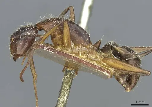 Camponotus immigrans specimen CASENT0911954 image casent0911954_3
