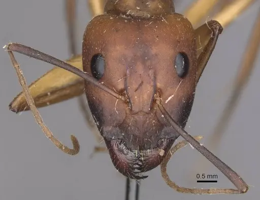 Camponotus importunus specimen CASENT0910058 image casent0910058_2