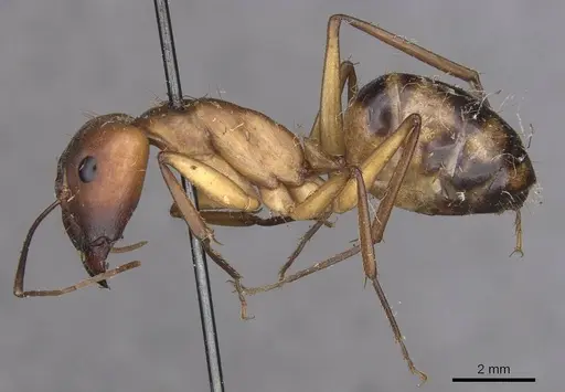 Camponotus importunus specimen CASENT0910058 image casent0910058_3