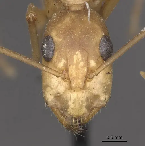 Camponotus importunus specimen CASENT0910059 image casent0910059_2