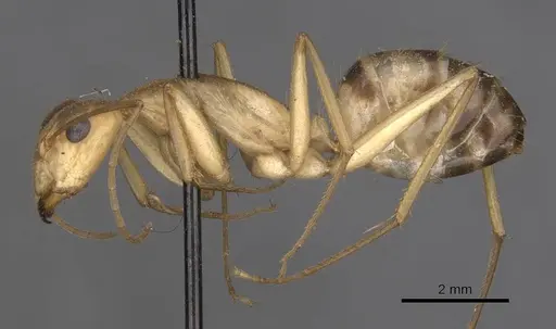 Camponotus importunus specimen CASENT0910059 image casent0910059_3