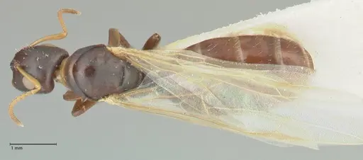 Camponotus impressilabris specimen FOCOL2272 image focol2272_1