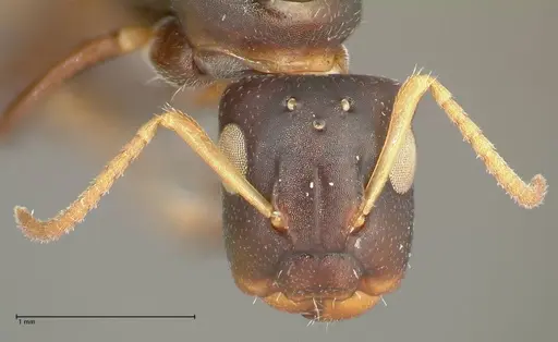 Camponotus impressilabris specimen FOCOL2272 image focol2272_2