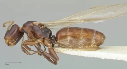 Camponotus impressilabris specimen FOCOL2272 image focol2272_3