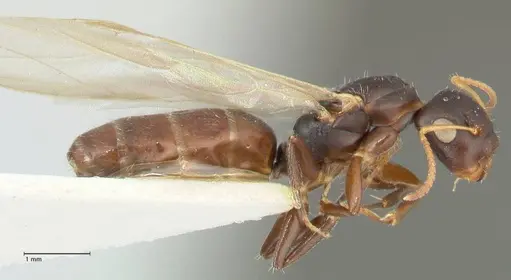 Camponotus impressilabris specimen FOCOL2272 image focol2272_4