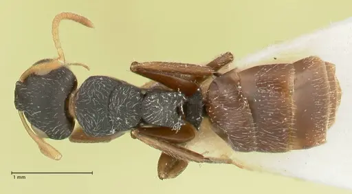 Camponotus impressilabris specimen FOCOL2273 image focol2273_1