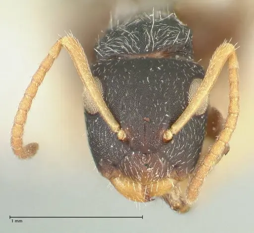 Camponotus impressilabris specimen FOCOL2273 image focol2273_2