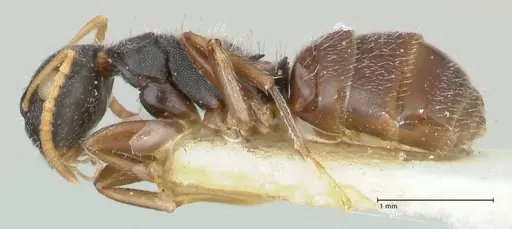 Camponotus impressilabris specimen FOCOL2273 image focol2273_3