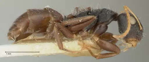 Camponotus impressilabris specimen FOCOL2273 image focol2273_4