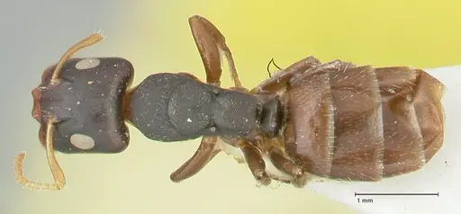 Camponotus impressilabris specimen FOCOL2274 image focol2274_1