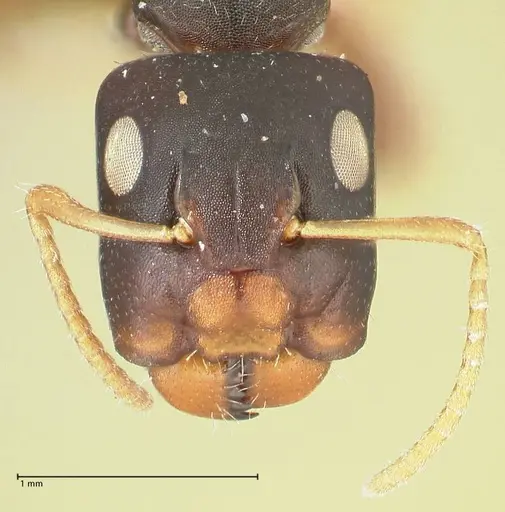 Camponotus impressilabris specimen FOCOL2274 image focol2274_2