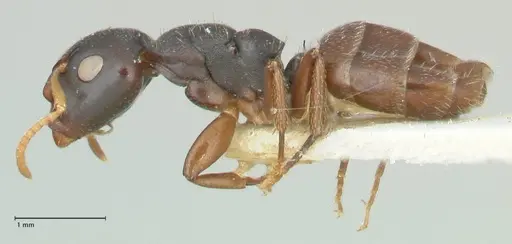 Camponotus impressilabris specimen FOCOL2274 image focol2274_3