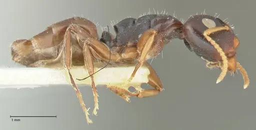 Camponotus impressilabris specimen FOCOL2274 image focol2274_4