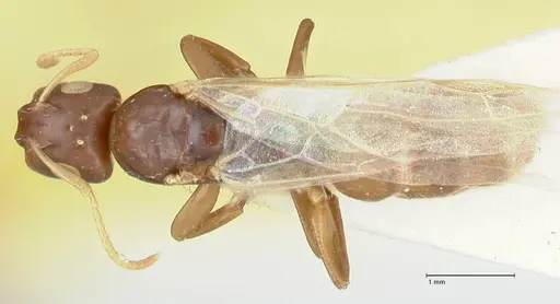 Camponotus impressilabris specimen FOCOL2275 image focol2275_1